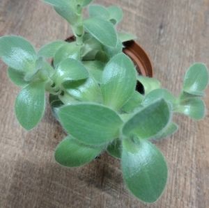 Pale Puma Tradescantia (3in.pot)